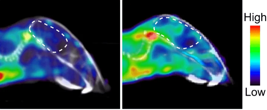 Two side-by-side heatmap images of a mouse with a highlighted region. The left shows mostly blue/green, while the right highlights more red, indicating higher activity in the marked region. A color scale bar ranges from low (blue) to high (red).