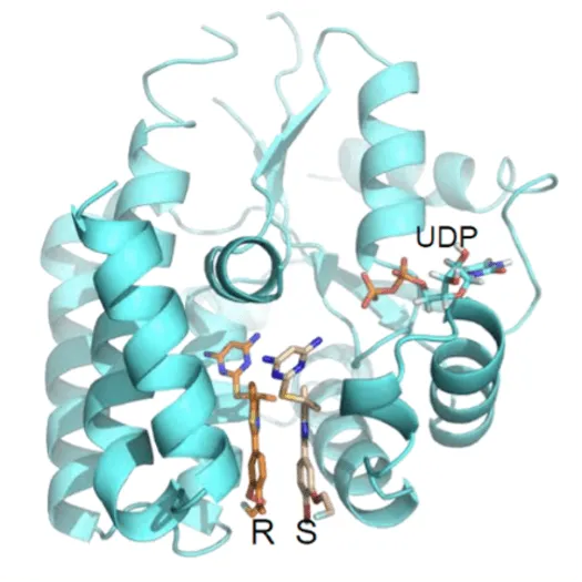 3D structure of a protein with turquoise helices, labeled with UDP and RS. UDP is shown bound near the center; RS molecules appear in stick representation. The protein backbone is depicted as ribbons.
