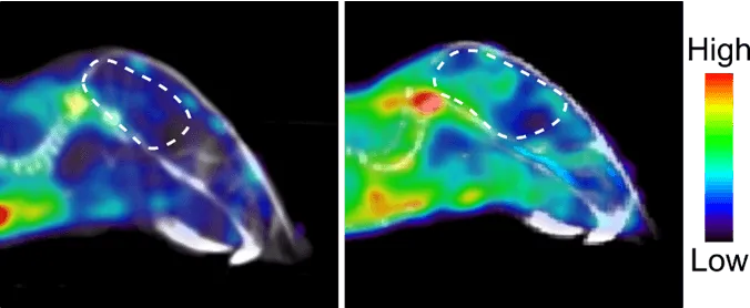 Two side-by-side medical scans of animal tissue show colored regions indicating varying intensity; left side with blue and yellow, right more red. A dashed oval highlights a specific area. Color bar shows high (red) to low (blue) values.