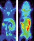 Two false-color PET scans of small animals, showing different levels of activity: blue indicates low activity, while green, yellow, and red areas represent increasing intensity in various body regions.