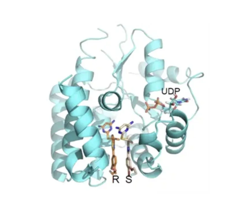 Co-crystal 3D structure of the drug bound to the target enzyme, dCK, at the deoxycytidine binding site.