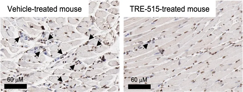 Two microscope images of mouse muscle tissue: the vehicle-treated sample shows many dark-stained nuclei (indicated by arrows), while the TRE-515-treated sample shows fewer dark-stained nuclei. Scale bars are 60 μm.
