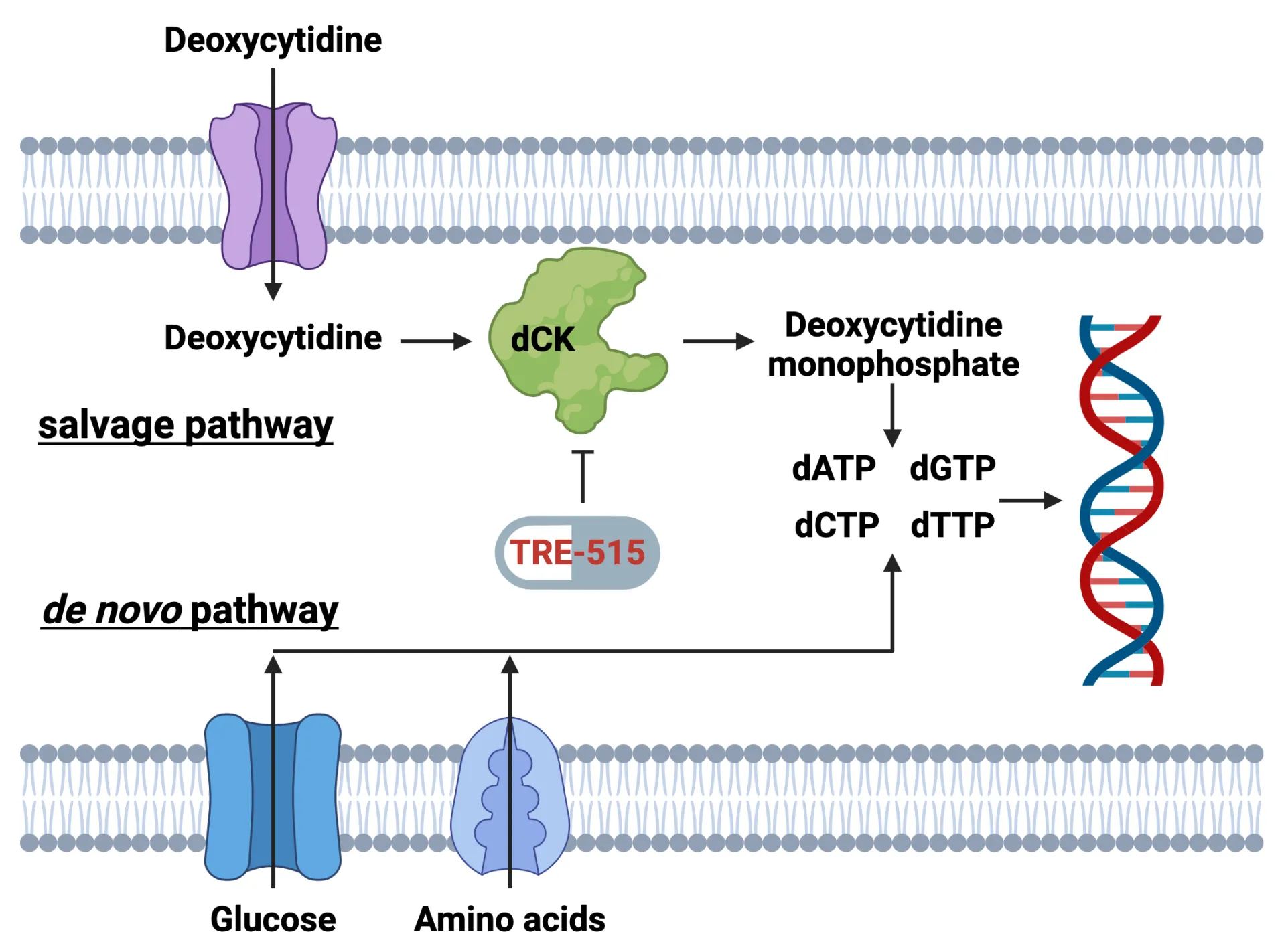 Diagram showing deoxycytidine uptake and conversion to nucleotides via salvage and de novo pathways, with glucose/amino acid input, dCK enzyme, TRE-515 inhibitor, and DNA synthesis.