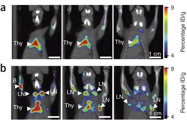 Series of color-coded PET scans showing mice with labeled regions (Thy, LN, B). Heatmap bar on the right indicates percentage ID/g. Different images display varied tracer distributions. Scale bars and labels included.
