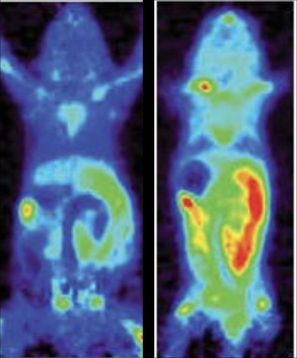 Two PET scan images of small animals show body outlines with varying colors indicating metabolic activity; left has more blue, right has more yellow and red, especially in the chest and abdomen regions.