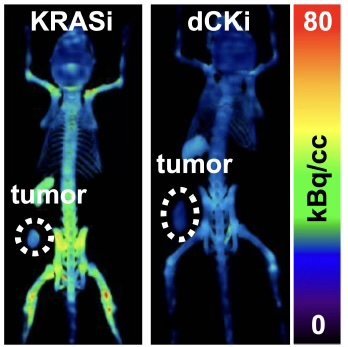 Figure 1: Specialized [18F]CFA PET radiotracer showing persistent dCK activity following KRASi treatment in a mouse implanted with a tumor (left) then treated with TRE-515 to completely block dCK tumor activity (right). 