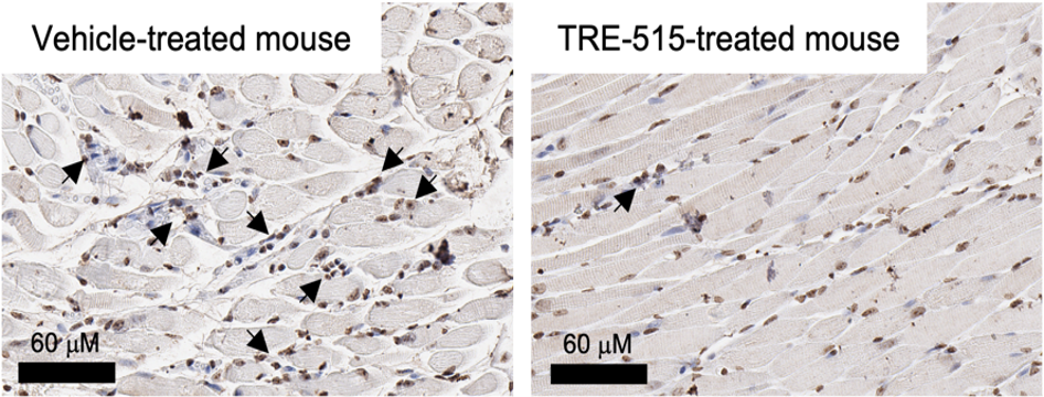 Microscope images of mouse muscle tissue: left shows more dark-stained cells with arrows indicating their presence (vehicle-treated), right shows fewer dark-stained cells (TRE-515-treated). Both have a 60 µm scale bar.