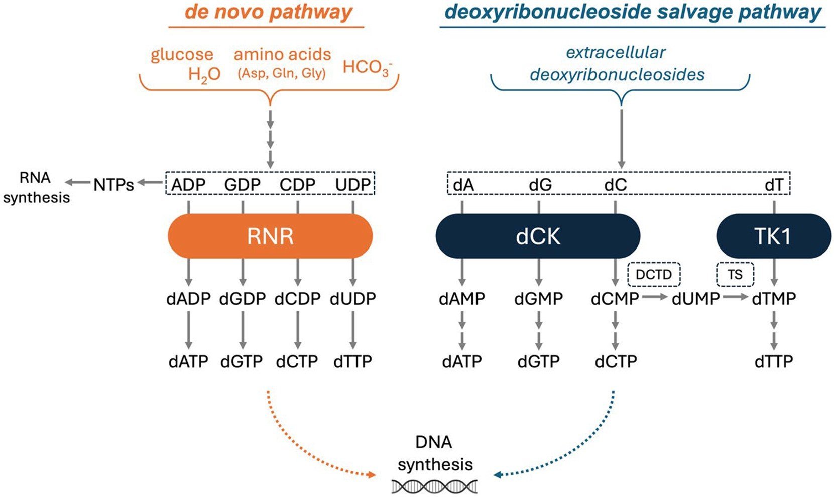 Diagram comparing de novo and salvage pathways for nucleotide synthesis, showing enzymes and molecules involved in both, leading to DNA synthesis at the bottom. Arrows indicate stepwise molecular conversions.
