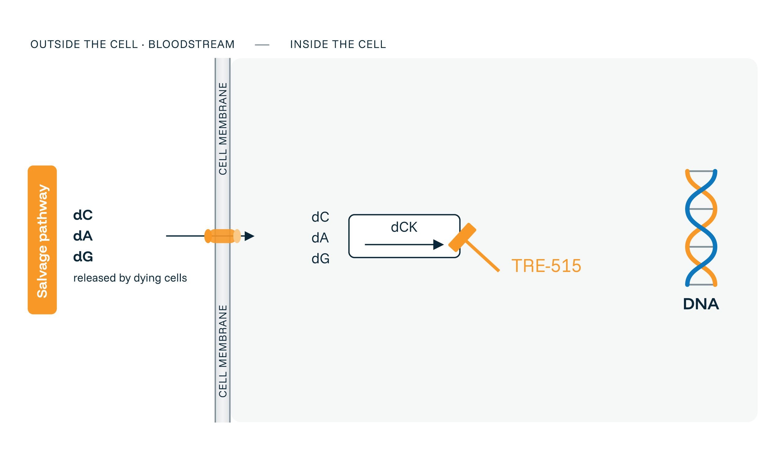 Diagram showing the salvage pathway where dC, dA, and dG enter a cell, are converted by dCK, and TRE-515 inhibits this pathway, ultimately affecting DNA inside the cell.